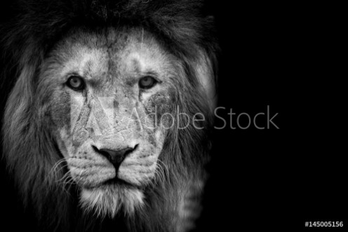 Picture of Black and White Lion